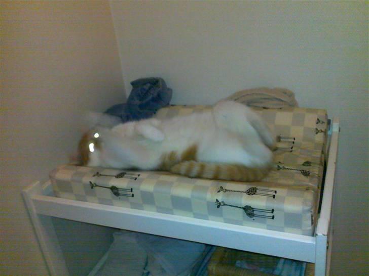 Blanding af racer Jonas billede 4