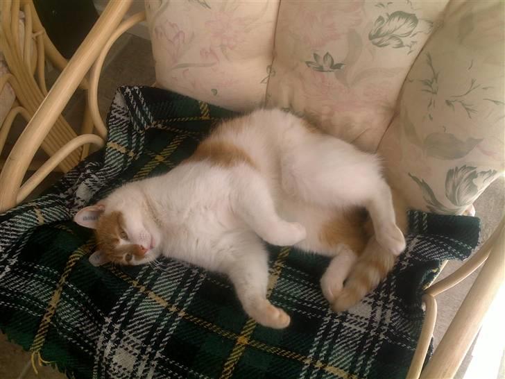 Blanding af racer Jonas billede 5