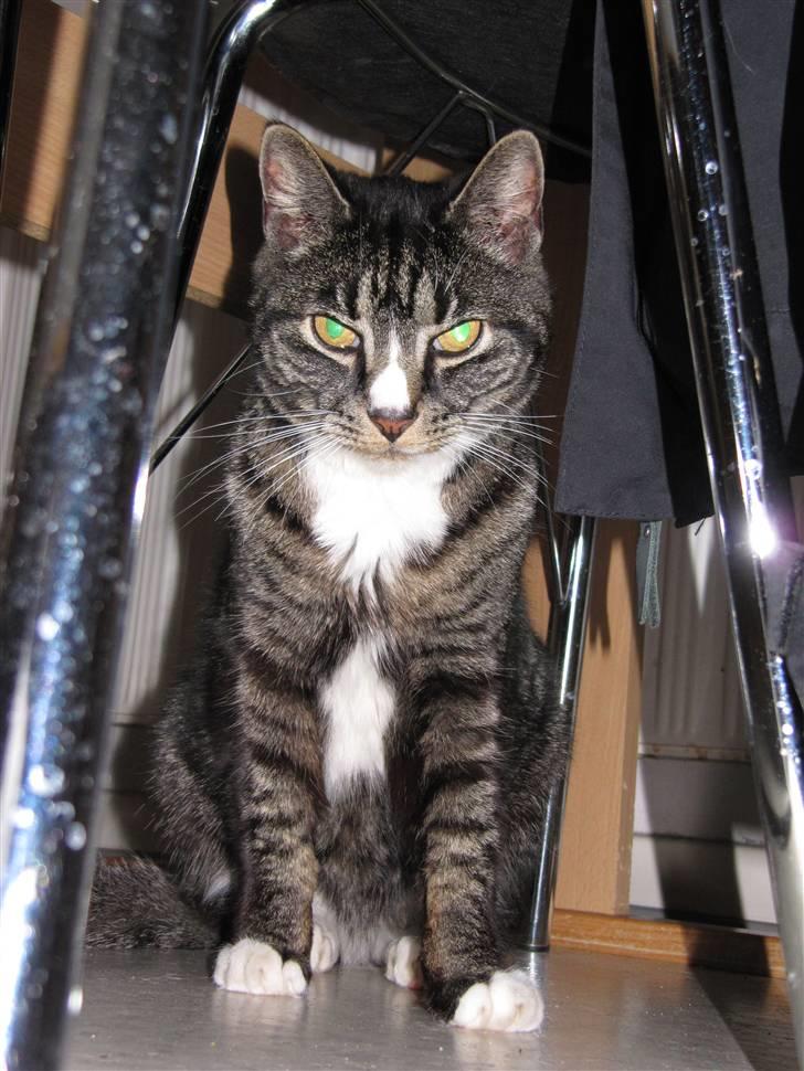 Huskat Felix R.I.P VIL SAVNES!! - sidder under stolen og kigger<33 billede 7