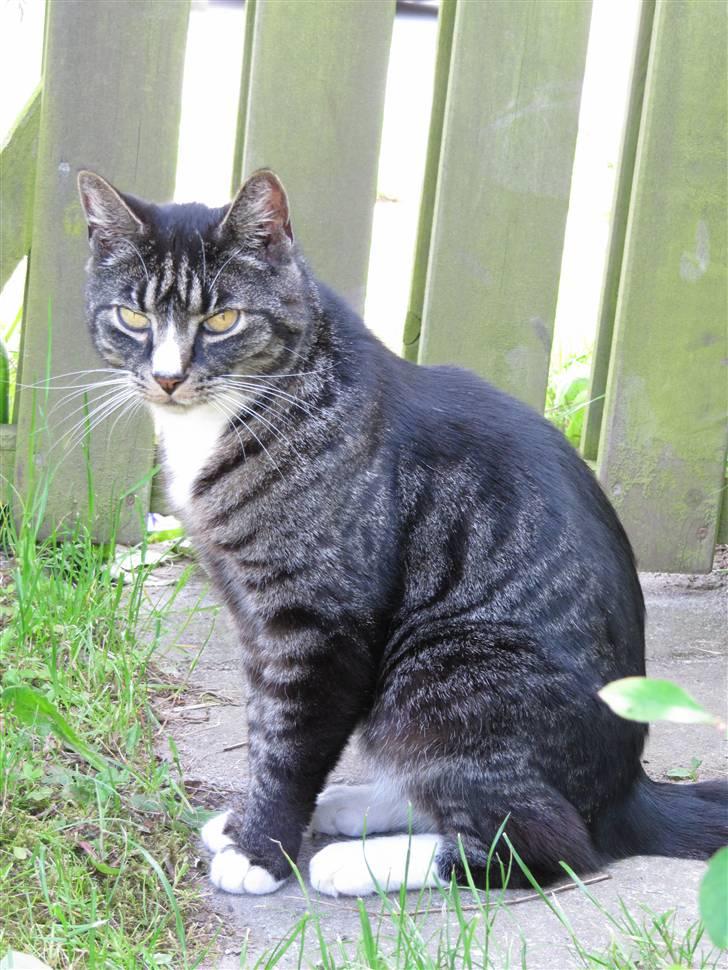 Huskat Felix R.I.P VIL SAVNES!! - sidder ude i haven, og ser dejlig ud<33 billede 8