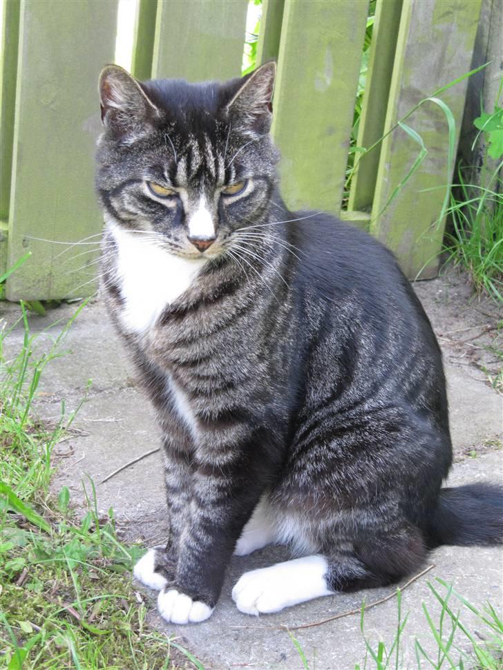 Huskat Felix R.I.P VIL SAVNES!! - SMUKKE KAT<33 LOVEYOU<33 billede 9