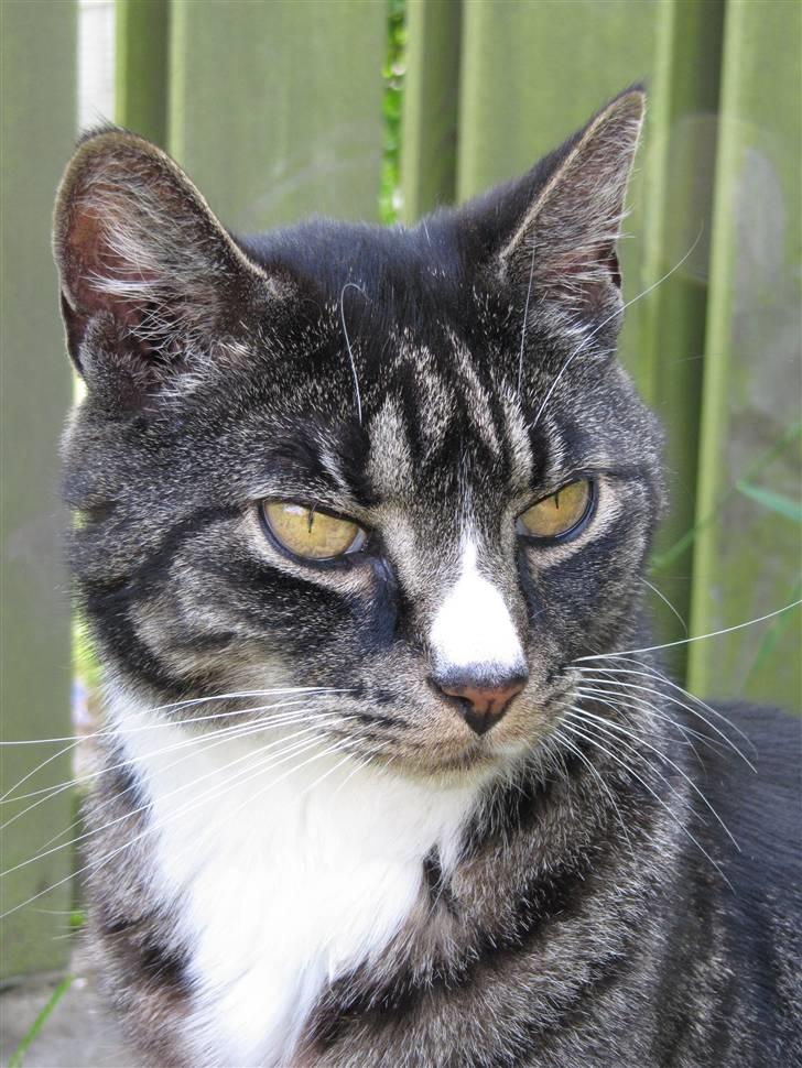 Huskat Felix R.I.P VIL SAVNES!! - Missyou!<33 billede 10