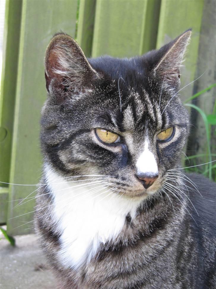 Huskat Felix R.I.P VIL SAVNES!! - flotte mis<33 billede 11