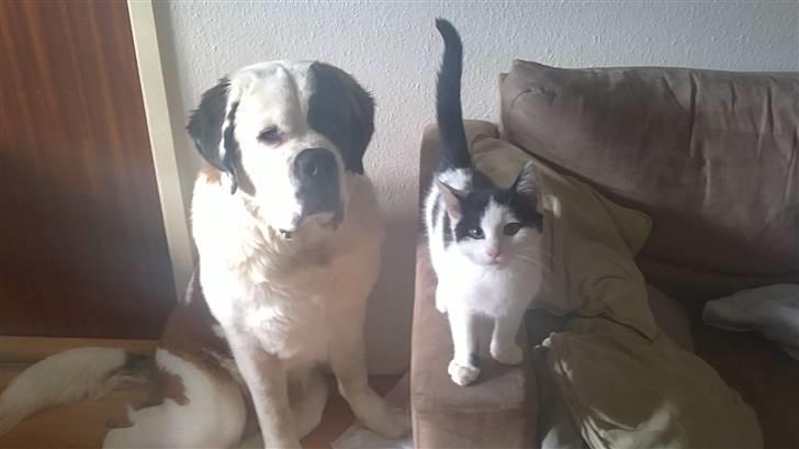 Huskat Anton billede 6