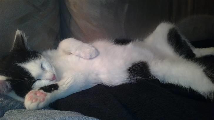 Huskat Anton billede 7