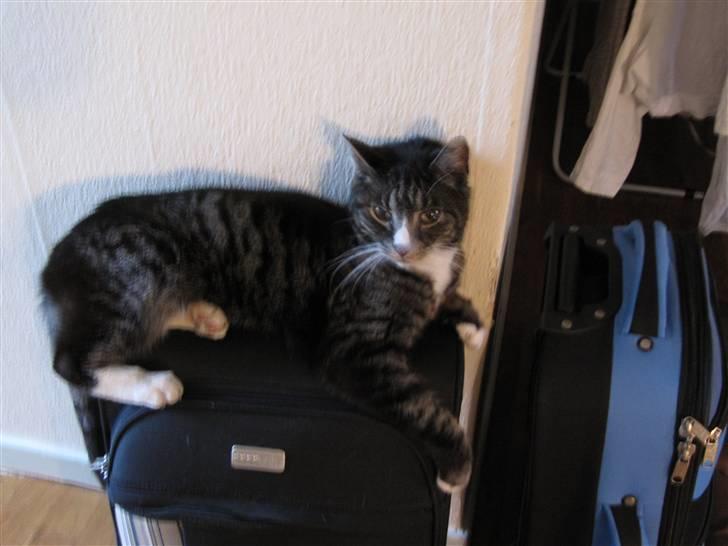 Huskat Felix R.I.P VIL SAVNES!! - han elskede at ligge der :´D billede 13