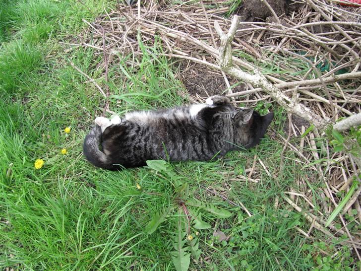 Huskat Felix R.I.P VIL SAVNES!! - ligger og sover i græsset<33 :D billede 14