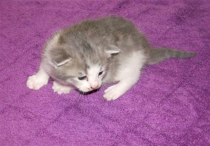 Huskat Gibbs the Silver Fox *SOLGT* - 3 uger gammel billede 9