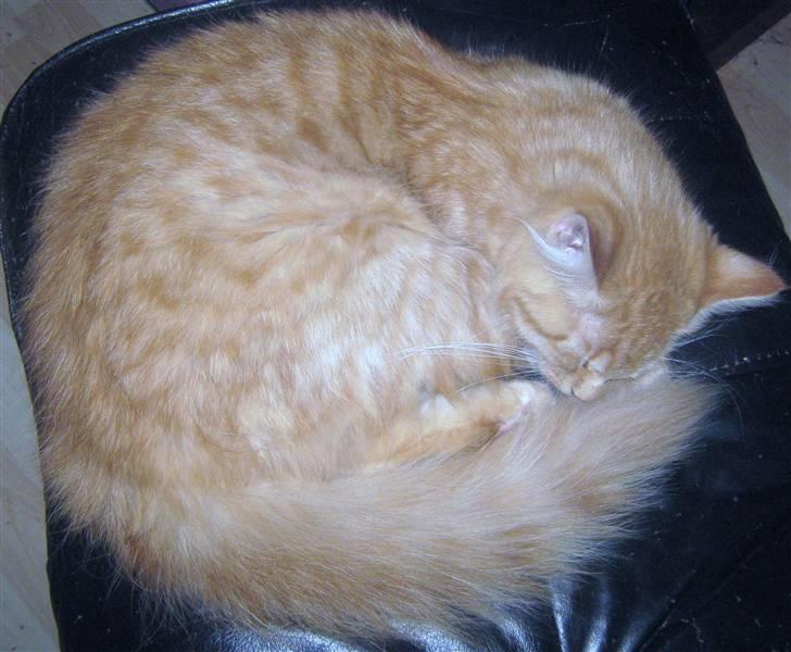 Norsk Skovkat Star billede 6