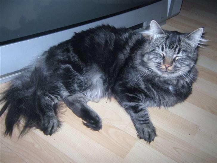 Blanding af racer Smoke (R.I.P) billede 12