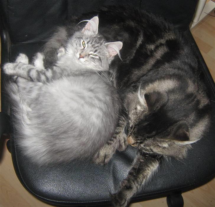 Blanding af racer Smoke (R.I.P) billede 13