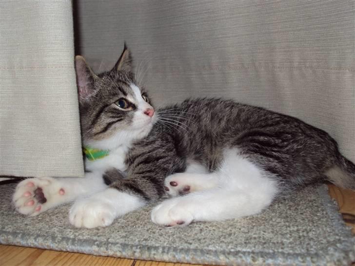 Huskat Romeo billede 14