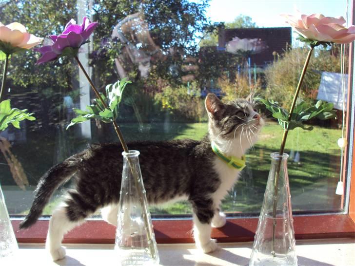 Huskat Romeo billede 15