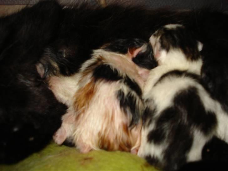 Blanding af racer ILLA - 10.10.10 billede 2