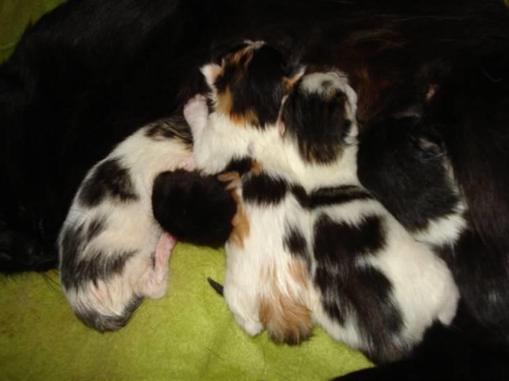 Blanding af racer ILLA - 10.10.10 billede 3