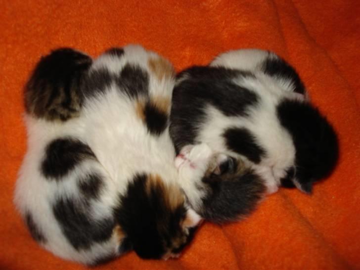 Blanding af racer ILLA - 13.10.10 billede 4