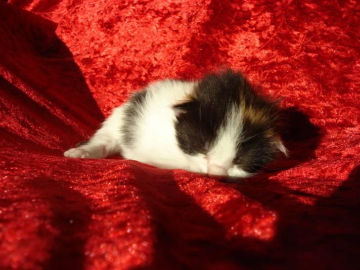 Blanding af racer ILLA - 21.10.10 billede 5