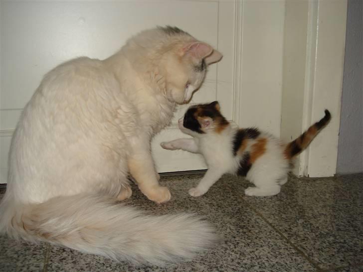 Blanding af racer ILLA - Illa og katten Oscar billede 6