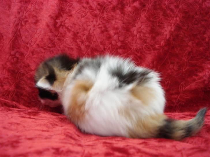 Blanding af racer ILLA - 21.10.10 billede 7