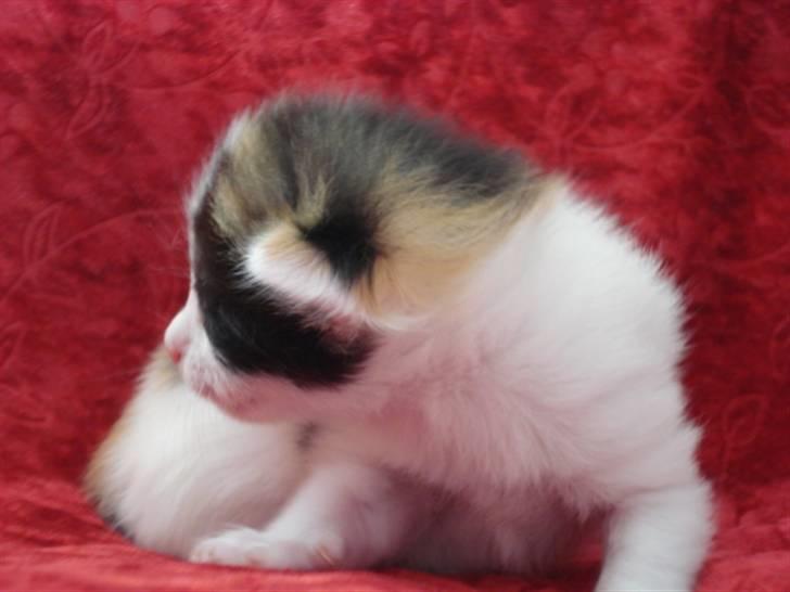 Blanding af racer ILLA - 21.10.10 billede 8