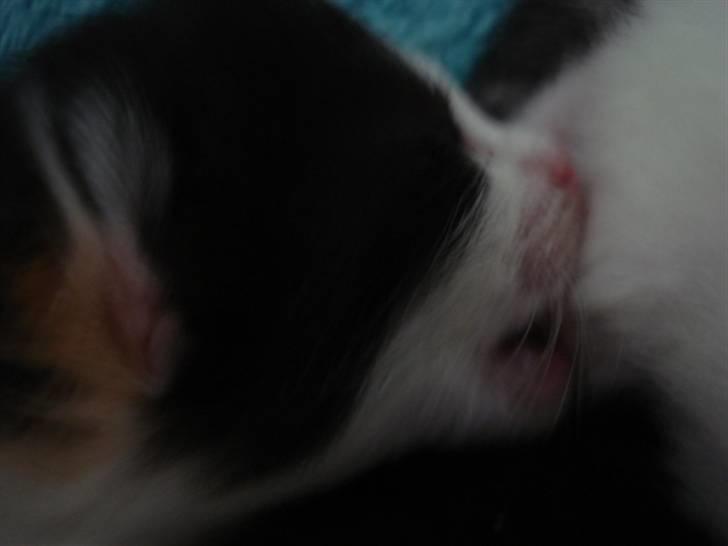 Blanding af racer ILLA - 21.10.10 billede 9