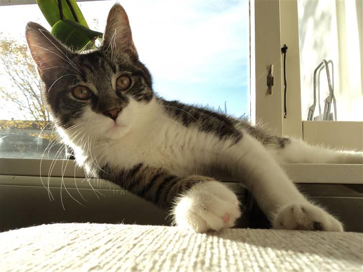 Blanding af racer <3 Toulouse <3 billede 6