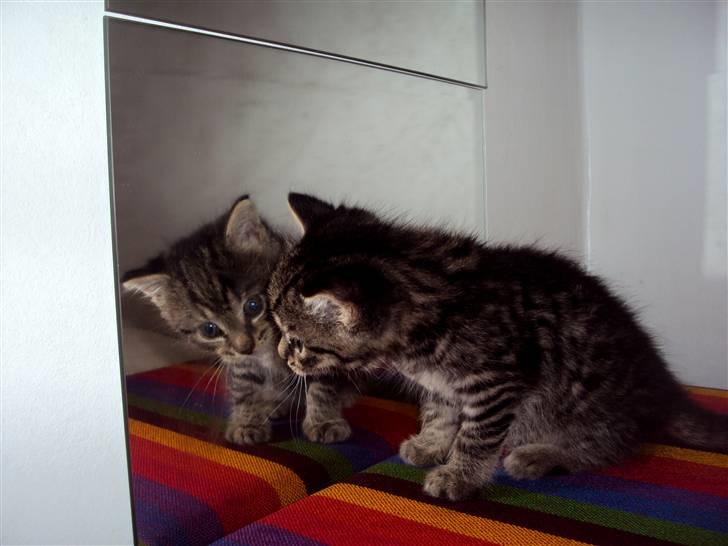 Blanding af racer Sally billede 17