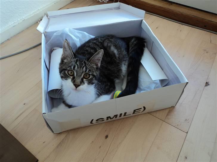 Blanding af racer <3 Toulouse <3 - Skotøjsæske med papir der larmer billede 7