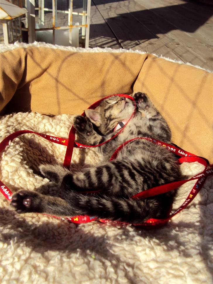 Blanding af racer Sally - Sally soler sig. Billedet er taget op ved min mormor hvor Sally bor, da min far desværre ikke kan tåle kat. billede 18