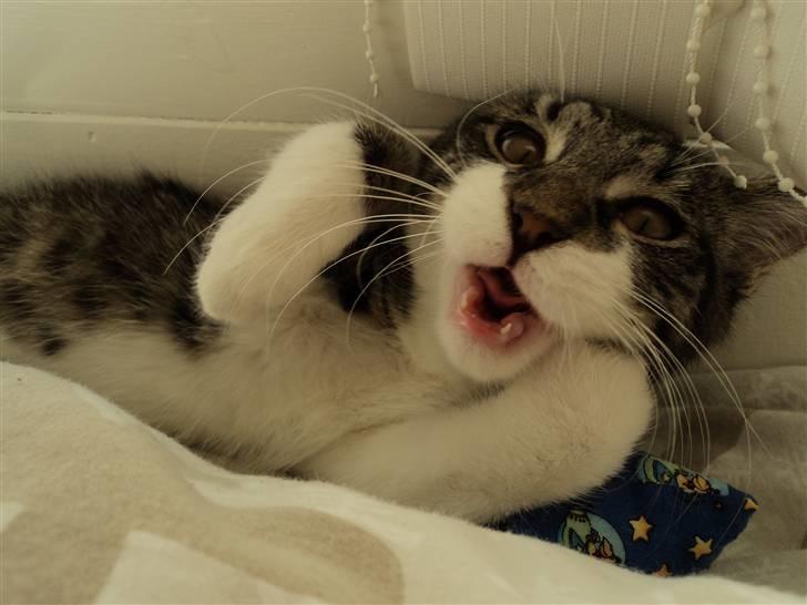 Blanding af racer <3 Toulouse <3 billede 8