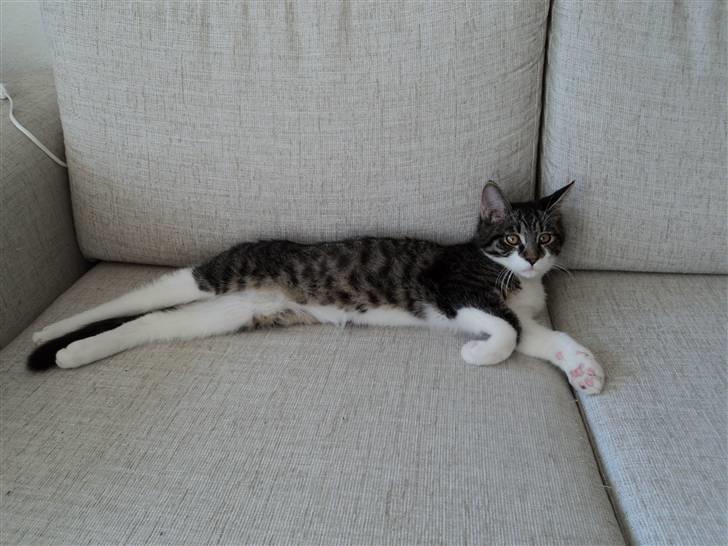 Blanding af racer <3 Toulouse <3 billede 9