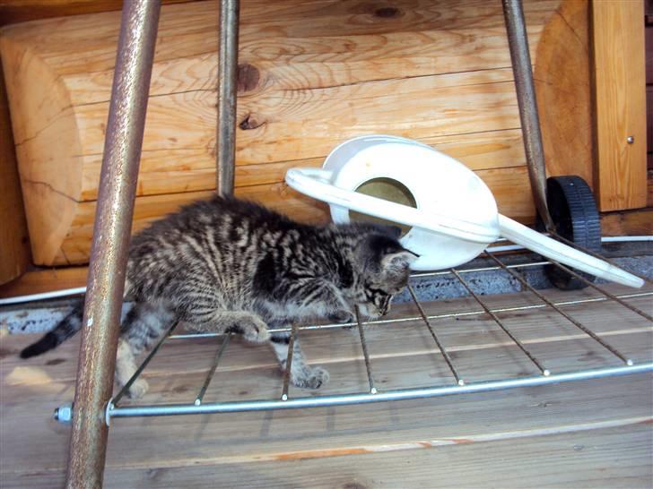 Blanding af racer Sally - Sally på opdagelse i sit nye hjem.  billede 19