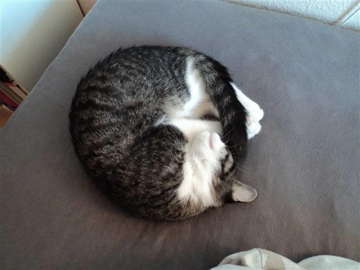 Blanding af racer <3 Toulouse <3 billede 10