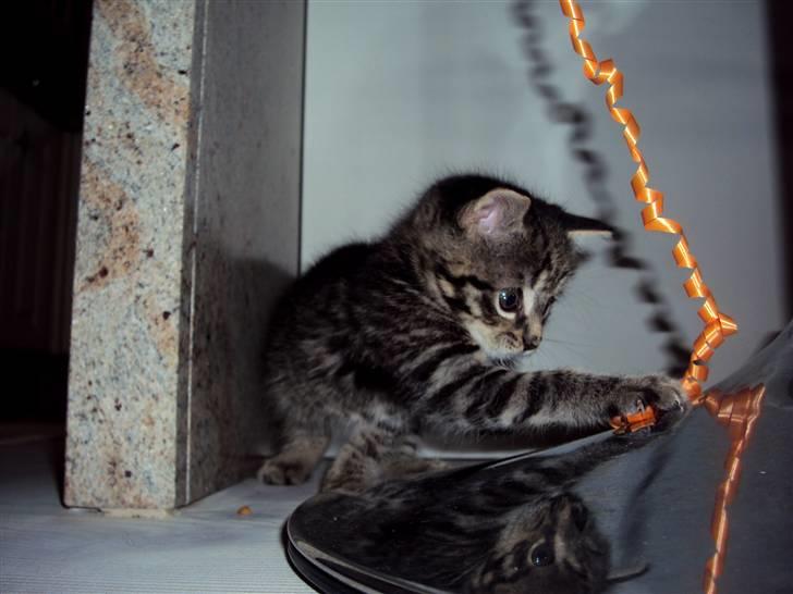 Blanding af racer Sally billede 20