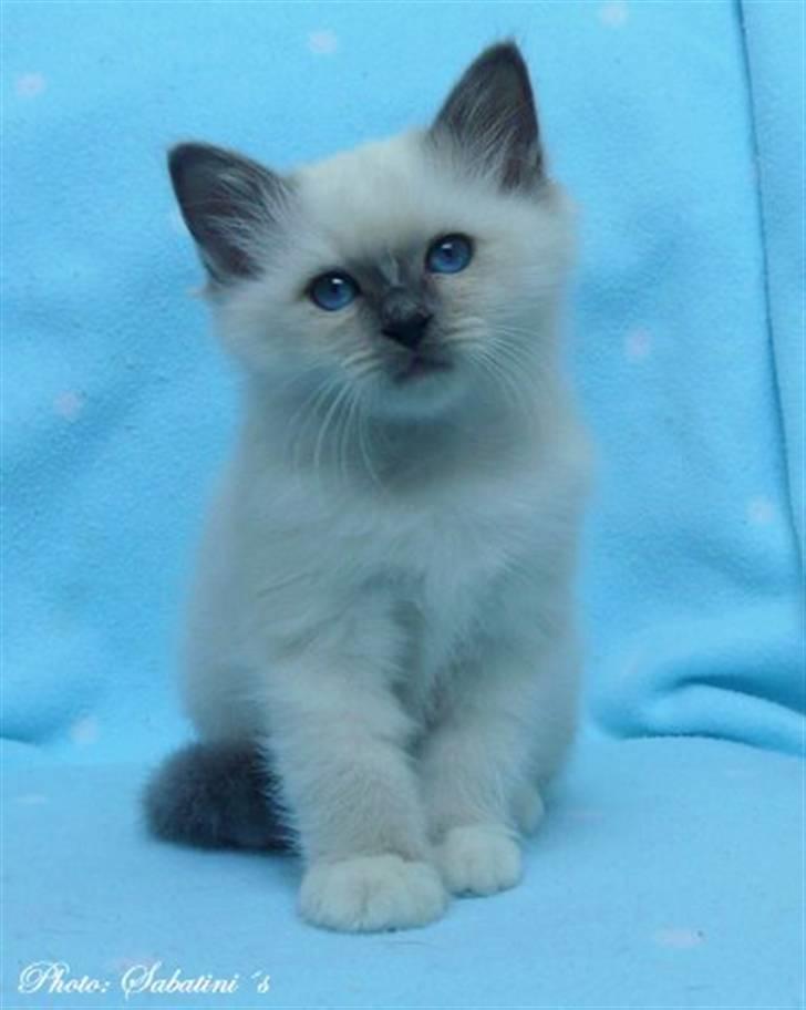 Hellig Birma humphrey billede 1