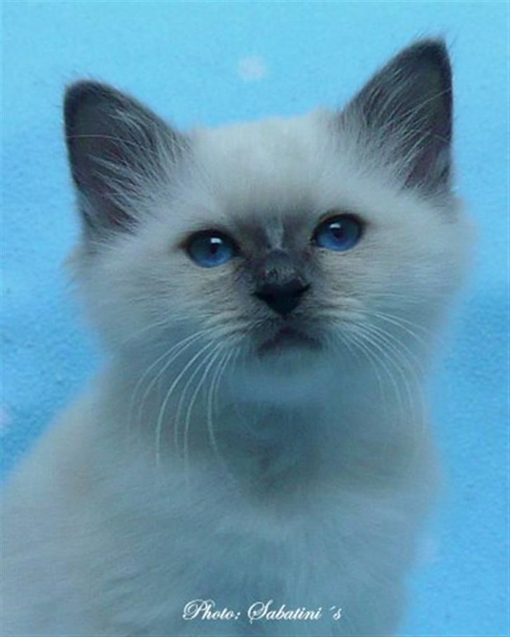 Hellig Birma humphrey billede 2