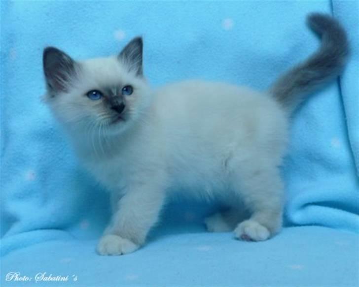 Hellig Birma humphrey billede 4