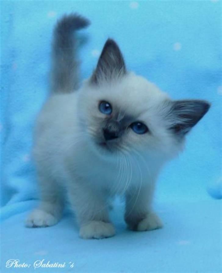 Hellig Birma humphrey billede 5