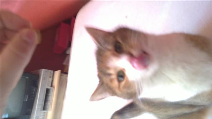 Huskat vivi - Namenam GODBID :) billede 9