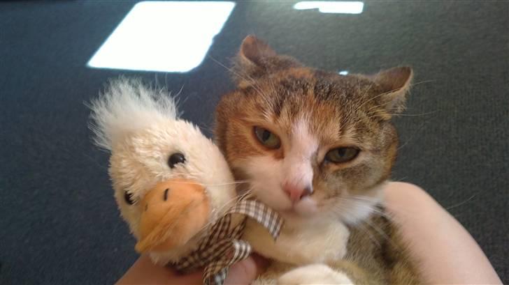 Huskat vivi - ...<3 billede 6