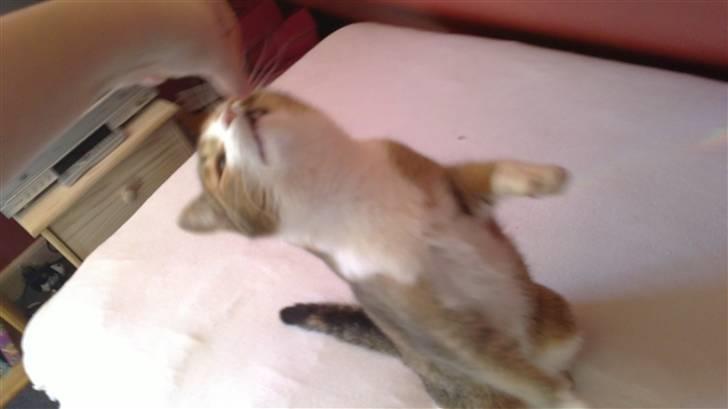 Huskat vivi - Du er så fin! billede 8