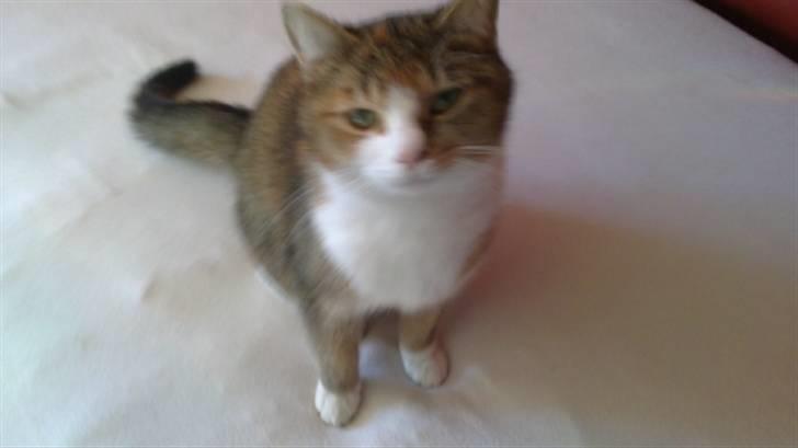 Huskat vivi - `har du flere godbider til mig nadine?´ billede 4