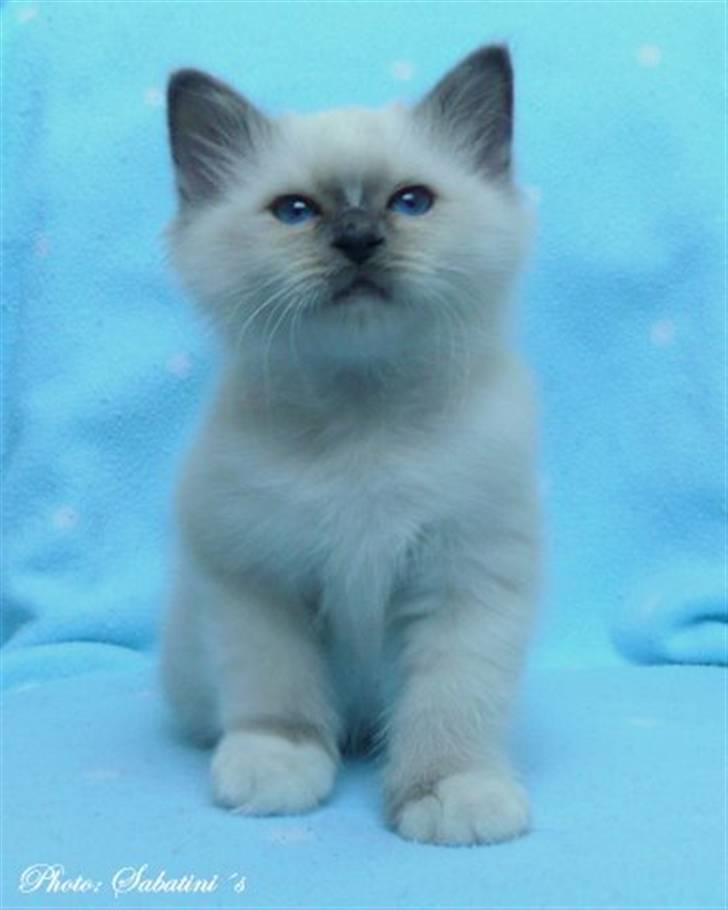 Hellig Birma humphrey billede 8