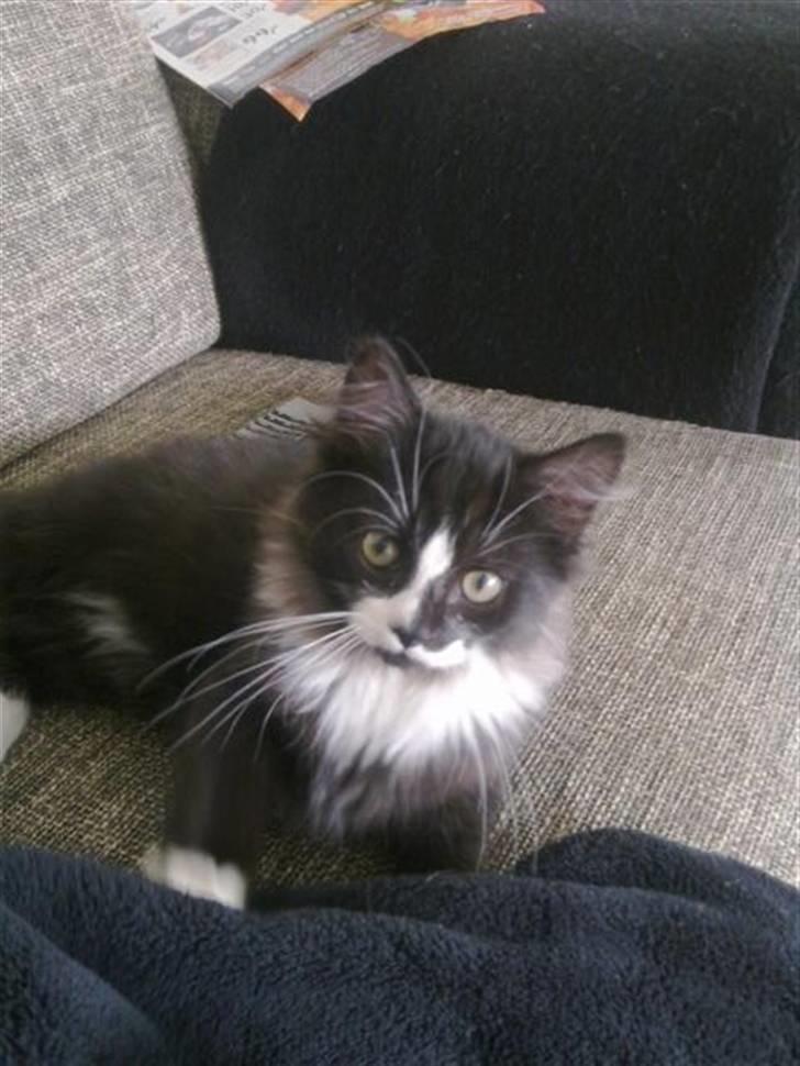 Blanding af racer elliot billede 1