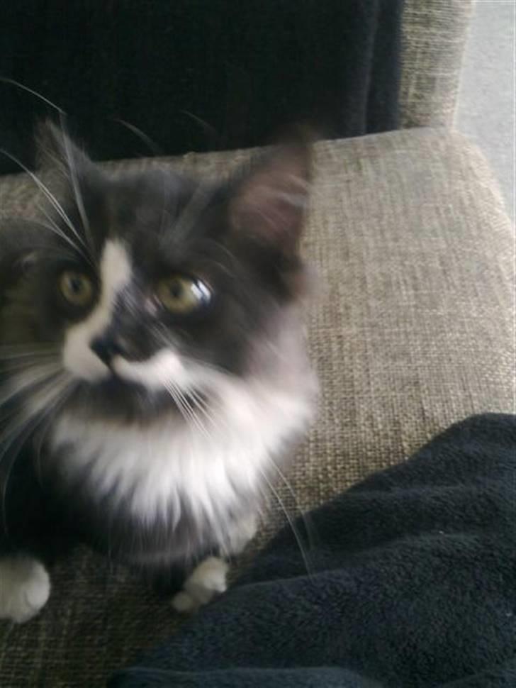 Blanding af racer elliot billede 3