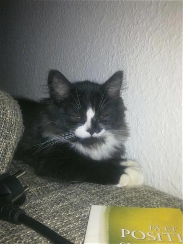 Blanding af racer elliot billede 4