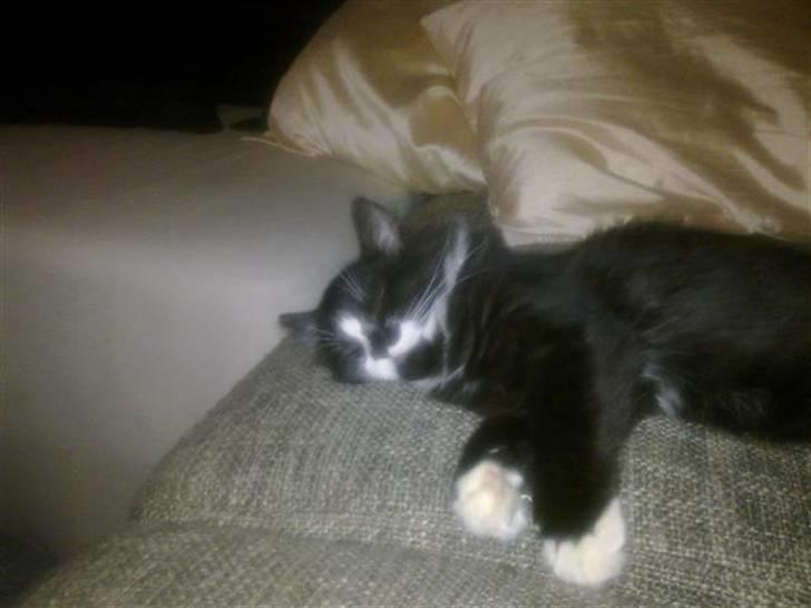 Blanding af racer elliot billede 5