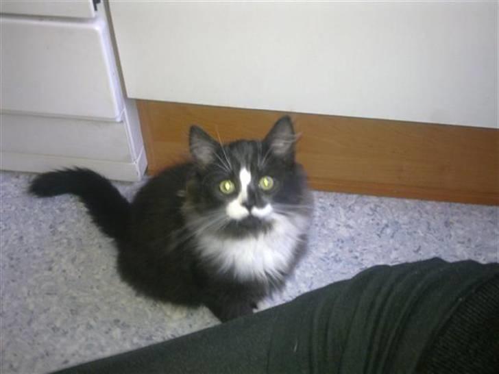 Blanding af racer elliot billede 6