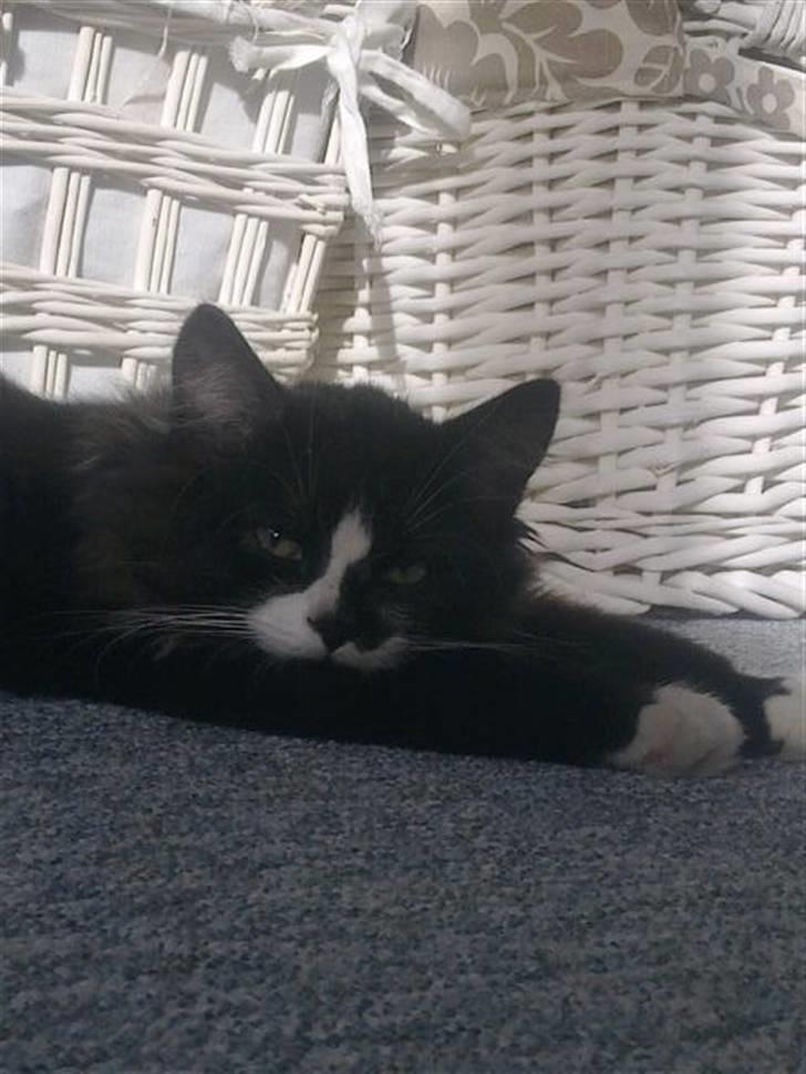 Blanding af racer elliot billede 7