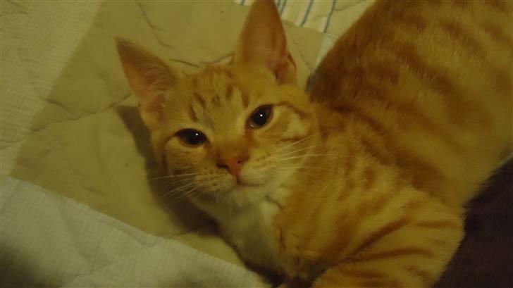 Huskat Tom - Bølletom:-) billede 1